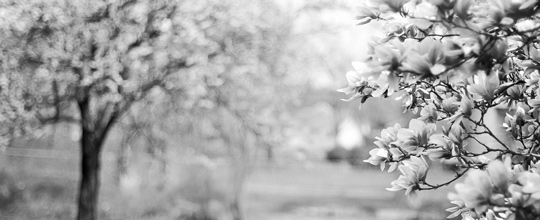 magnolia