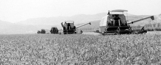 Grano Ucraina
